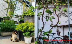 《狂飙》张颂文在北京郊区租住的院子非常漂亮