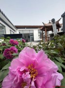 昌平十三陵镇200平米院子特价30万起