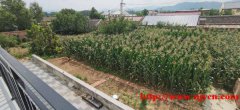延庆区永宁镇超大庭院，可种菜养鸭