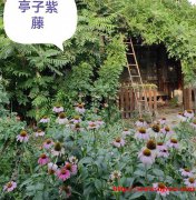 顺义北小营镇某村350平米，花园凉亭潮白河畔小院